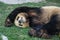 Big black-white panda bear sleeping with paws up give up