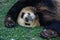 Big black-white panda bear sleeping with paws up give up