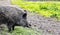 Big black wild boar with open mouth in nature. Danger to humans, forest animal. Copy space for text