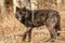 Big black wolf looking for food, Canada, Yamnuska sanctuary for wolf conservation, old wolf in forest