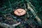 Big bloody milk cap mushroom emerging from the grass