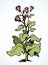 Big blooming burdock. Vector drawing