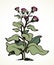 Big blooming burdock. Vector drawing