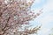 Big blossoming Oriental cherry