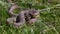 Big Blotched snake in the grass, latin name Elaphe sauromates. Meeting with a snake, the protective behavior of a snake
