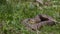 Big Blotched snake in the grass, latin name Elaphe sauromates. Meeting with a snake, the protective behavior of a snake