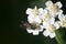 Big blowfly on white flower as bride clothes