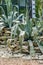 Big blue agave plant among stones. Plant for making tequila