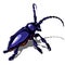 A big blue beetle isolated on a white background. Vector illustration.