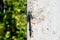 A big blue dragonfly on a concrete wall