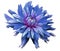 Big blue flower opens on a white background isolated with clipping path. Closeup. side view for design. with drops of water. Dah