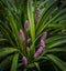 Big blue Lilyturf plant with violet berries