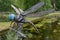 Big blue model of dragonfly standing on wood