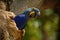 Big blue parrot Hyacinth Macaw, Anodorhynchus hyacinthinus, in tree nest cavity, Pantanal, Brazil, South America