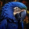 Big blue parrot Hyacinth Macaw Anodorhynchus hyacinthinus wild bird flying on the dark blue sky action scene in the nature