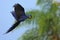 Big blue parrot Hyacinth Macaw, Anodorhynchus hyacinthinus, wild bird flying on the dark blue sky, action scene in the nature