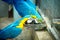 Big blue parrots