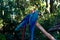 Big blue and red speaking ara parrots in zoo