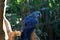 Big blue speaking ara parrot in zoo