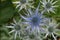 Big Blue Thistle Eryngium x zabelii Big Blue iridescent steel-blue flower