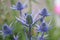 Big Blue Thistle Eryngium x zabelii Big Blue with iridescent steel-blue flowers