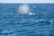 Big blue whale spouting water