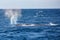 Big blue whale spouting water