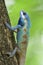 Big blue and white with red spots tree lizard expose over fine green leafs background in tropical nature