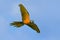 Big blue and yellow parrot Macaw, Ara ararauna, wild bird flying on dark blue sky. Action scene in the nature habitat, Pantanal