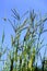 Big Bluestem   55823