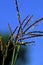 Big Bluestem    55827