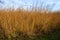 Big Bluestem  804497