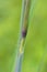 Big Bluestem   846655