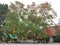 Big Bodhi tree in a Buddhist temple with yellow Buddhist monks` robes