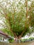 Big Bodhi Tree at Phromthep Cape phuket Thailand