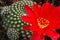 Big bold dramatic red cactus flower