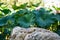 Big boulder surrounded by a thickets of lotus.