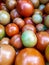 Big box of ripe and unripe tomato harvest. Different stages of maturing tomatoes - green, red and white