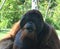 Big Boy Orangutan