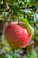 Big braeburn apples riping on the apple tree