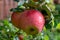 Big braeburn apples riping on the apple tree