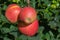 Big braeburn apples riping on the apple tree