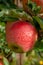 Big braeburn apples riping on the apple tree