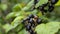 Big branch of fresh organic black currant in the garden. Closeup shot.