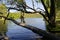 Big branches and trees on lake La Quintana