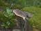 Big braun red band polypore fungus mushroom grow on a old trunk