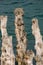 Big breakwater, 3000 trunks to defend the city from the tides, Plage de l`Ã‰ventail beach in Saint-Malo,