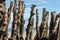 Big breakwater, 3000 trunks to defend the city from the tides, Plage de l`Ã‰ventail beach in Saint-Malo,  Brittany