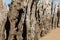 Big breakwater, 3000 trunks to defend the city from the tides, Plage de l`Ã‰ventail beach in Saint-Malo, Ille-et-Vilaine,