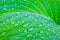 Big bright green leaf of hosts with drops of dew or rain. Light